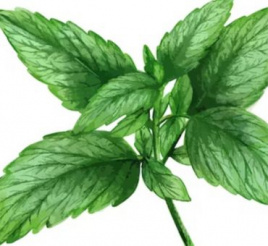 Мята лимонная Гидролат "Аромарай", 100мл