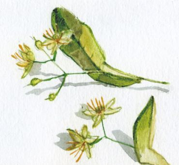 Липа Цветочная вода 100 мл. фото 2